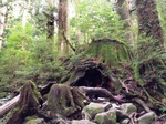 IMG_0981.jpg